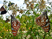 Taiwan (Yilan) - SanFu Leisure Farm